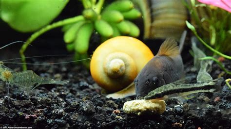 ottos fish|Otocinclus Catfish: Care, Food, Size & Algae Eating .